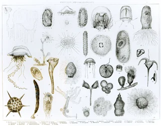 Protozoer och Coelenterata (litho) (bw foto)